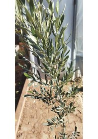 Resim 3'lü Meyve Fidanı Paketi (Elma-Erik-Zeytin) 