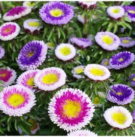 Resim Pompon Hinomaru Karışık Renkli Aster Çiçeği Tohumu 50 Tohum 