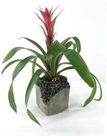 Resim Kırmızı Yıldız Çiçeği Guzmanya Guzmania & Gri Festa Beton Saksıda Hediyelik Canlı Çiçek BALFLOWERDESİGN-2526 