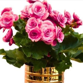 Resim İri Çiçekli Katmerli Nadir Camela Pink Begonya Çiçeği Soğanı 1 Adet 