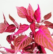 Resim Çingene Şalvarı Fidanı Fidesi 2 Adet 10-20 Cm 