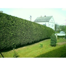 Resim Leylandi Fidesi 'cupressocyparis Leylandii' Aşılı Çit Bitkisi 50' 