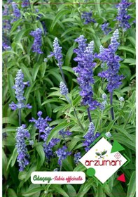 Resim Adaçayı Tohumu 50 Adet Ada Çayı 