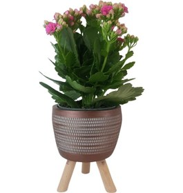 Resim Pembe Kalanşo Kiremit Rengi Damla Saksıda Kalanchoe 