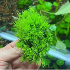 Resim Genel Markalar Dicranum Scoparium Moss Canlı Bitki (karasal Moss) 