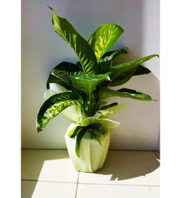 Resim Ağlayan Çiçek Difenbahya Tropic Snow Bitkisi Dieffenbachia Tebrik ve Kutlama Çiçeği 