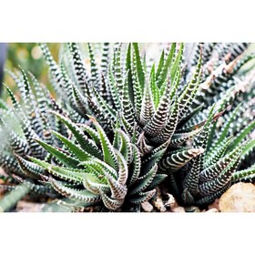 Resim Tomurcuk Trend Haworthia Zebra (Haworthia Fasciata) - Canlı Zebra Sukulent 