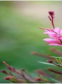 Resim Videolu Pembe/Beyaz Gaura Çiçeği Fidanı 2 Adet 40-60 Cm Dış Mekan Ağaçları Lindheimeri 