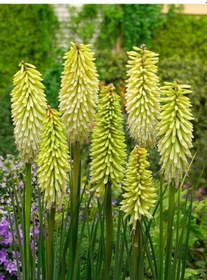 Resim Soğuklara Dayanıklı Kniphofia Ice Queen Fener Meşale Çiçeği Zambağı Soğanı 1 Adet 