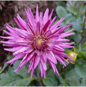 Resim Dev Çiçekli Striped Ambition Dahlia Yıldız Çiçeği Yumrusu (1 adet ) 
