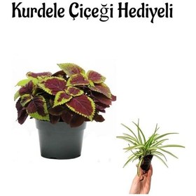 Resim Renkli Yapraklı Yaprak Güzeli Çiçeği Sevgililer Gününe Özel Kurdele Çiçeği 