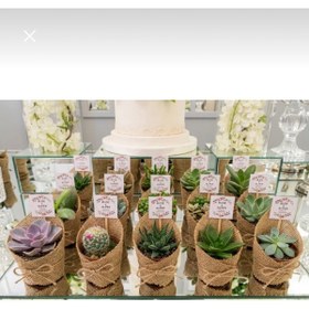 Resim FRİDA BOTANİK heyidelik sukulent 
