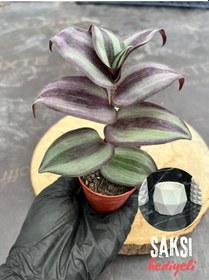 Resim Telgraf Çiçeği Geniş Yapraklı 5,5 Cm Saksıda - Saksı Hediyeli 