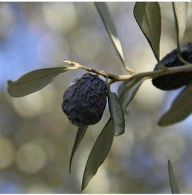 Resim Kırmalık Ve Yağlık Tüplü Karaburun Hurma Zeytini Fidanı 