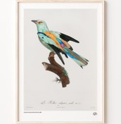 Resim Habeş Güvercini, Poster 