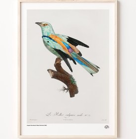 Resim Habeş Güvercini, Poster 