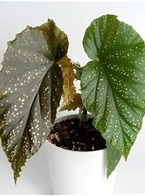 Resim Çilli Begonya Çiçeği Dolgun Formlu Kırmızı Çiçekli 1 Adet Saksılı 10-15Cm 