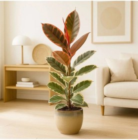 Resim Pembe Alacalı Kauçuk Bitkisi Parlak Yapraklı Ficus Elastica 60-70 Cm 