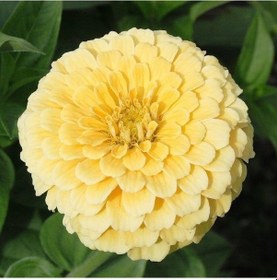 Resim Dahlia Sarı Çiçekli İsabellina Zinya Çiçeği Tohumu 40 Tohum 