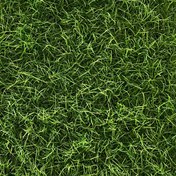 Resim Badem 28 mm Hav Yüksekliğinde Çim Halı - 200 cm En 