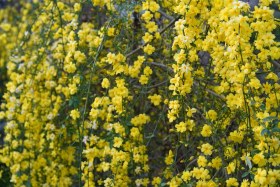 Resim Sarı Yasemin Fidanı - Çiçekli Sarılıcı Bitki Jasminum Nudiflorum 