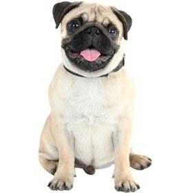 Resim Sones Stil 5 Küçük 3d Simülasyon Köpek Araba Çıkartmaları 