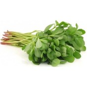 Resim Bursa Tohum Bt Yeşilkulak Semizotu 25gr 