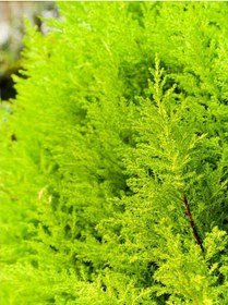 Resim Limoni Servi Limon Çamı Cupressus Macrocarpa 30-50 Cm 