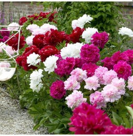 Resim Peonies Festiva Maxima Mix Şakayık Çiçeği Yumrusu-rizomu 3 Adet 
