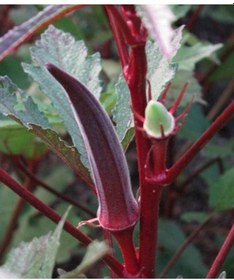 Resim 20 Adet Red Burgundy Bamya Tohumu 