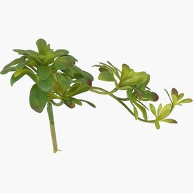 Resim İki Başlı Dudleya Sukulent Dal 30X14X16cm 