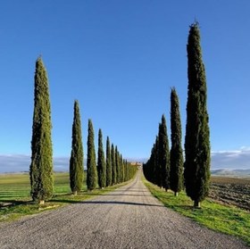 Resim Tüplü Kara Servi (Cupressus sempervirens) Fidanı (20-30 cm) 