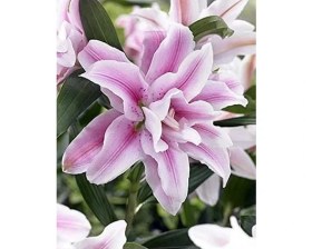 Resim Lila Tarım Ürünleri 2 Adet Katmerli Lila Kokulu Lilyum (Zambak) Çiçeği Soğanı 