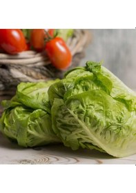 Resim Geleneksel Tohum Doğal Sugar Leof Şeker Marul Tohumu 100 Tohum 