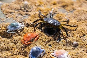 Resim Berkley Gulp Peeler Crab LRF Silikon Yengeç Molting-5 CM 