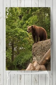 Resim Postermanya (pster2699) Ayı Hayvan Posteri 2 (90x130cm) 