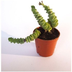 Resim Crassulla Perforata Sukulent Tekli 5,5 Cm Saksıda 
