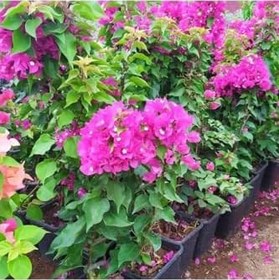 Resim Özel Çeşit Bodur Fuşya Gelin Duvağı Begonvil Bougainvillea 