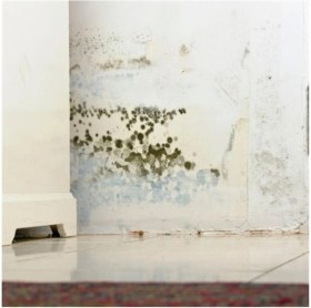 Resim Storemax Hepsifursell Miss Flora Nem Alıcı Yedek 450 gr 6 Adet 