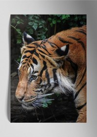 Resim Metal Baskı Kaplan Sanatsal Duvar Tablosu 