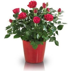 Resim Yediveren Saksılı Kırmızı Gül 20-30 Cm 20 Adet 