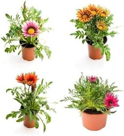 Resim Kampanyalı Pembe Beyaz Turuncu Kırmızı Koyu Pembe Gazanya Çiçeği 4 Adet 10-20Cm 