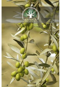 Resim 2 Adet - Sofralık Gemlik Zeytin Fidanı 1 Metre Boy 3 Yaş 