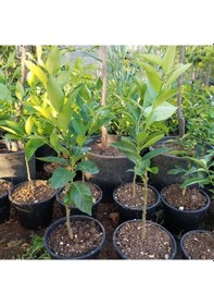 Resim 2 Yaş Aşılı Meyvesiz Yediveren Bodur Limon Fidanı. Torbada 