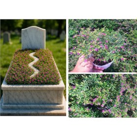 Resim Mezar - Kabir Bitki Seti - 30 Adet Cennet Çiçeği Kufeya 