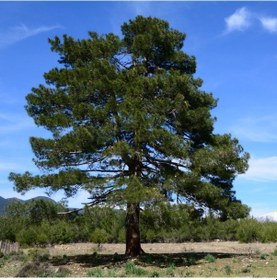 Resim Tüplü Kızıl Çam Fidanı 