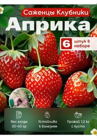 Resim Aprica Çilek Fidanı Fidesi 6 Ad 