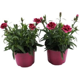 Resim Mis Kokulu Fuşya Renk Karanfil Çiçeği Avantajlı Ürün 4 Adet Saksılı 15-25cm Dianthus 