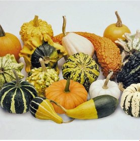 Resim Karışık Süs Su Kabağı Tohumu 10 Tohum 