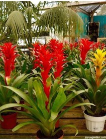 Resim Guzmanya Çiçeği - 